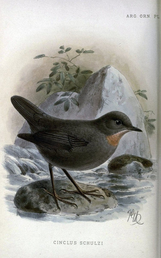 Argentine ornithology. London :R. H. Porter,1888-89.  | Argentina Birds  | Vintage Print Reproduction 458228