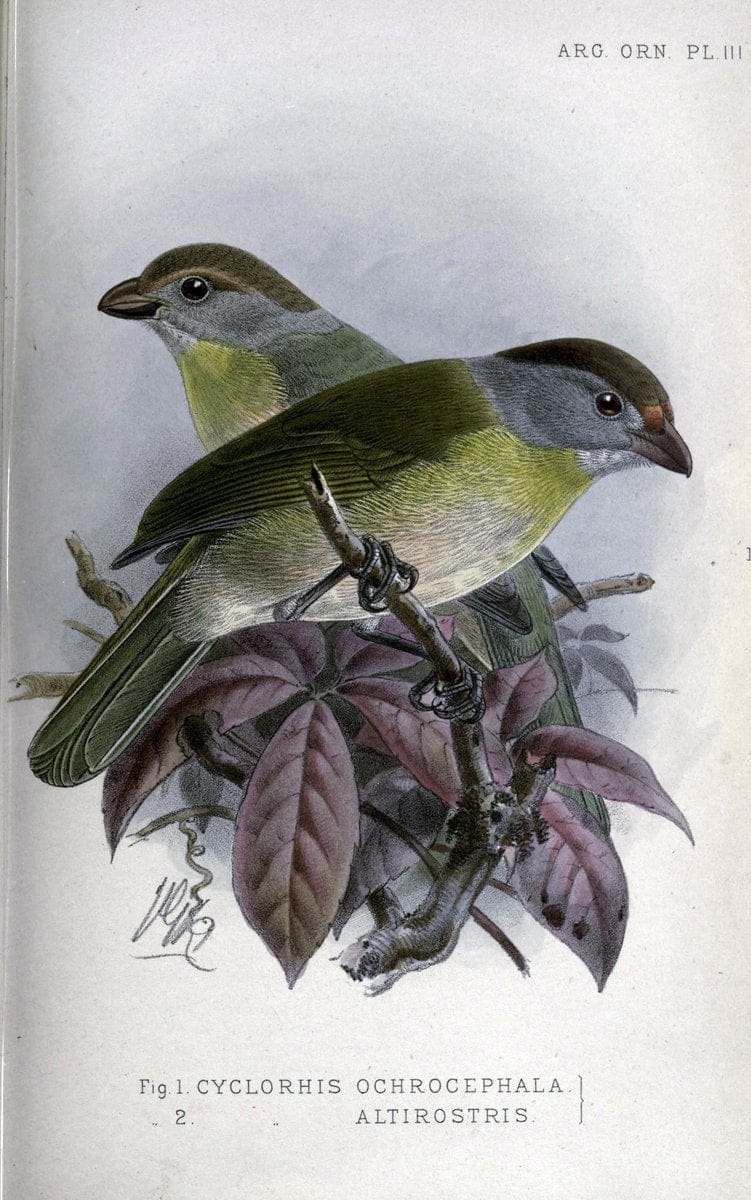 Argentine ornithology. London :R. H. Porter,1888-89.  | Argentina Birds  | Vintage Print Reproduction 458229