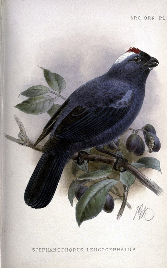 Argentine ornithology. London :R. H. Porter,1888-89.  | Argentina Birds  | Vintage Print Reproduction 458230