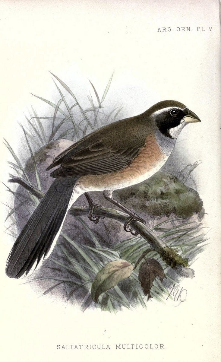 Argentine ornithology. London :R. H. Porter,1888-89.  | Argentina Birds  | Vintage Print Reproduction 458231