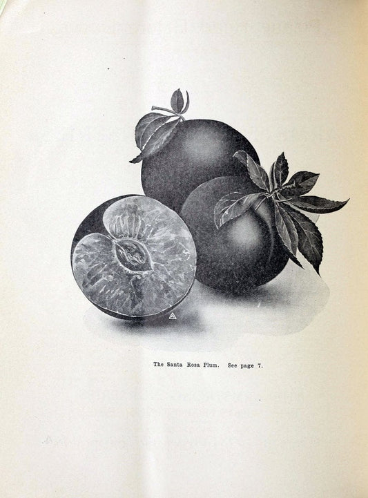 Descriptive catalogue of vegetable, flower, and farm seeds /.New York :Weeber & Don.  | Vintage Print Reproduction 458232