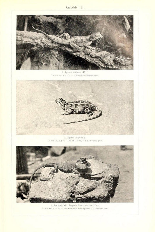 arthur_chapman Awesome pic! We found one in #bhlib, though it's not nearly as majestically dragon-like as yours :-)  |  | Vintage Print Reproduction 458287