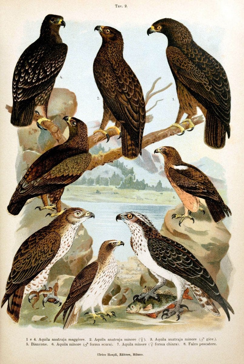 Atlante ornitologico :.Milano :U. Hoepli,1902.  | 59.82(4) Birds Europe  | Vintage Print Reproduction 458288