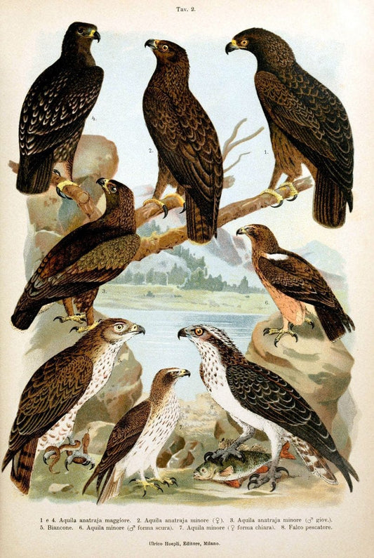 Atlante ornitologico :.Milano :U. Hoepli,1902.  | 59.82(4) Birds Europe  | Vintage Print Reproduction 458288