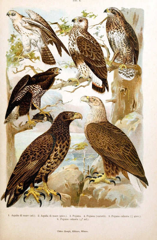 Atlante ornitologico :.Milano :U. Hoepli,1902.  | 59.82(4) Birds Europe  | Vintage Print Reproduction 458290