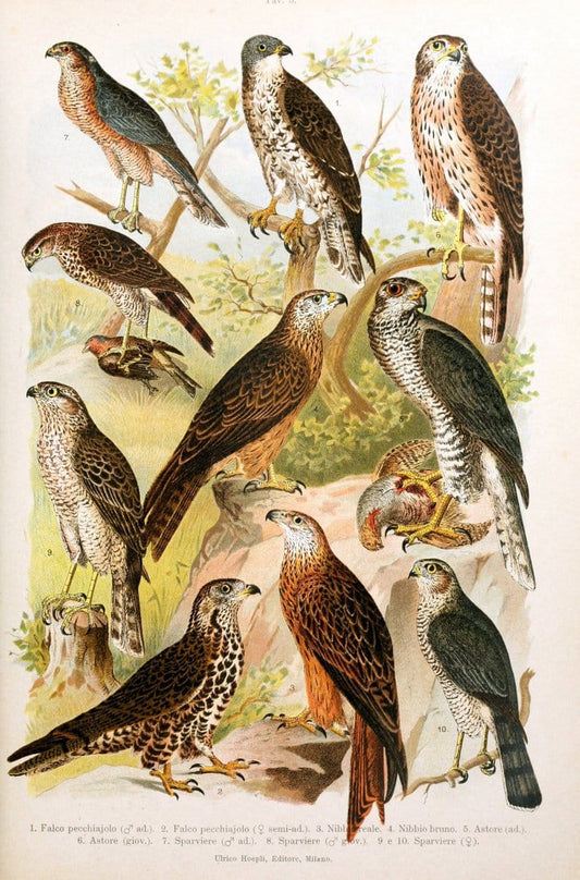 Atlante ornitologico :.Milano :U. Hoepli,1902.  | 59.82(4) Birds Europe  | Vintage Print Reproduction 458291