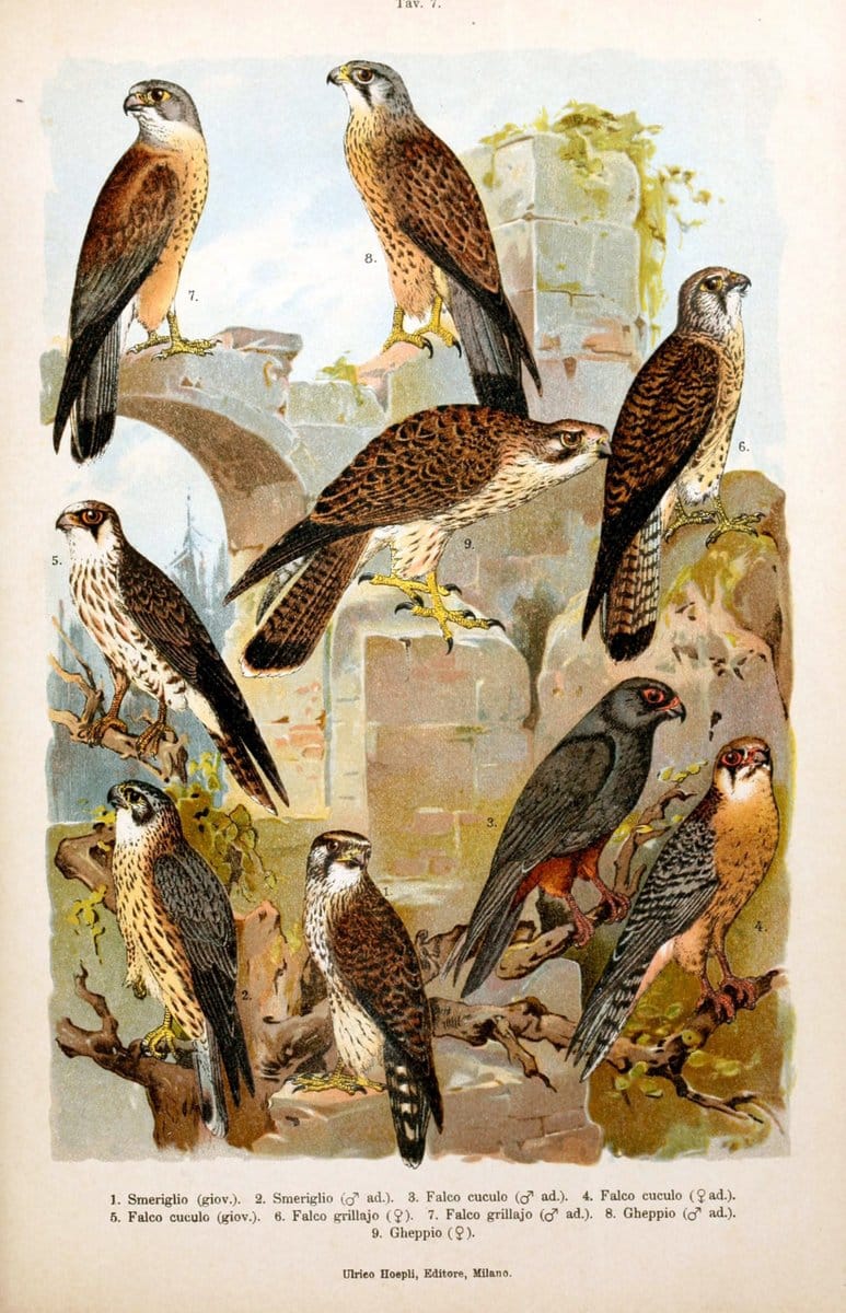 Atlante ornitologico :.Milano :U. Hoepli,1902.  | 59.82(4) Birds Europe  | Vintage Print Reproduction 458293