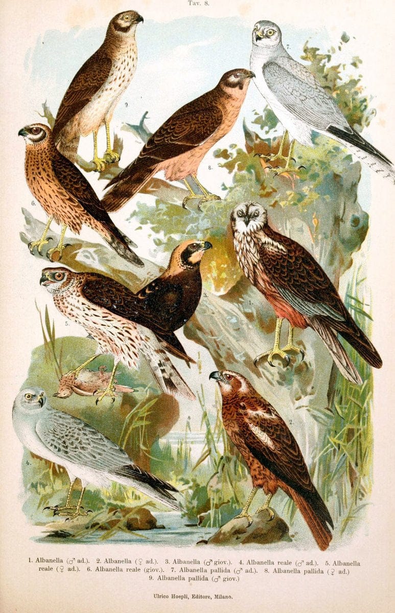 Atlante ornitologico :.Milano :U. Hoepli,1902.  | 59.82(4) Birds Europe  | Vintage Print Reproduction 458294