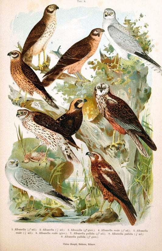Atlante ornitologico :.Milano :U. Hoepli,1902.  | 59.82(4) Birds Europe  | Vintage Print Reproduction 458294