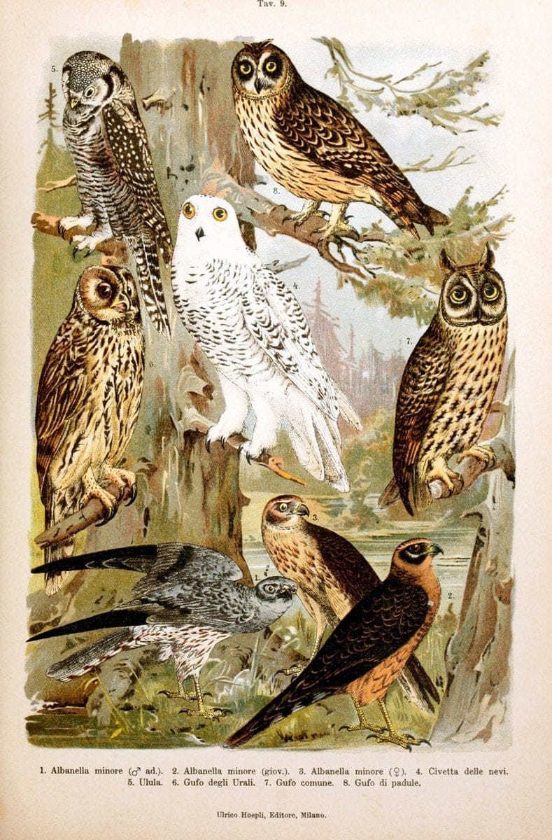 Atlante ornitologico :.Milano :U. Hoepli,1902.  | 59.82(4) Birds Europe  | Vintage Print Reproduction 458295