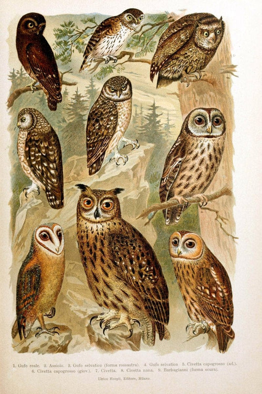 Atlante ornitologico :.Milano :U. Hoepli,1902.  | 59.82(4) Birds Europe  | Vintage Print Reproduction 458296