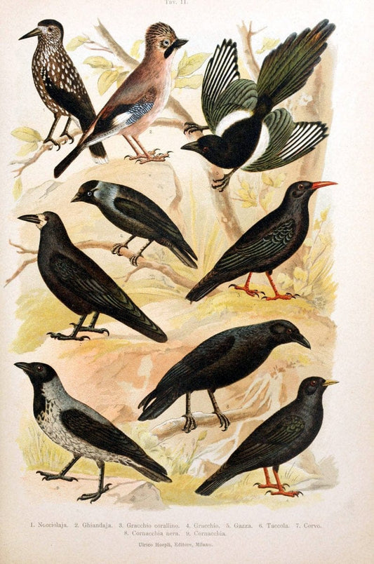 Atlante ornitologico :.Milano :U. Hoepli,1902.  | 59.82(4) Birds Europe  | Vintage Print Reproduction 458297