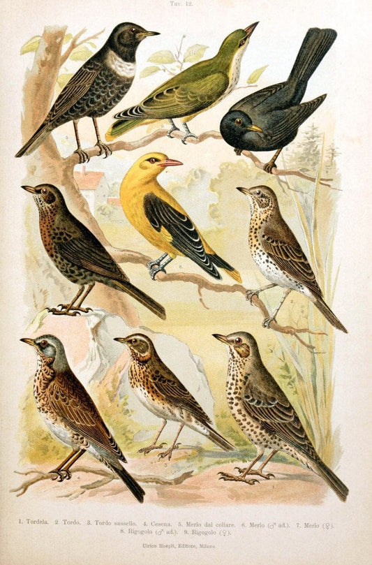 Atlante ornitologico :.Milano :U. Hoepli,1902.  | 59.82(4) Birds Europe  | Vintage Print Reproduction 458298