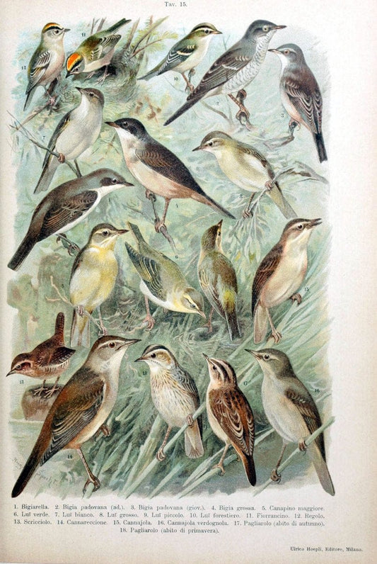 Atlante ornitologico :.Milano :U. Hoepli,1902.  | 59.82(4) Birds Europe  | Vintage Print Reproduction 458301