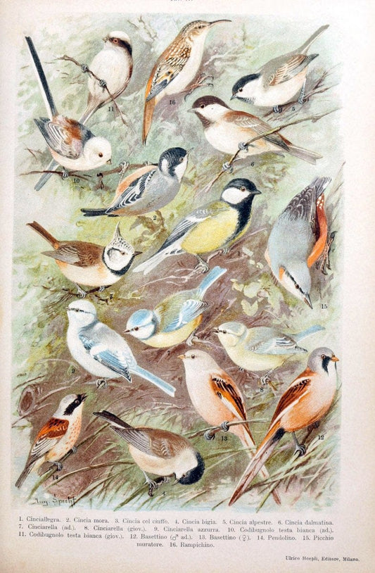 Atlante ornitologico :.Milano :U. Hoepli,1902.  | 59.82(4) Birds Europe  | Vintage Print Reproduction 458303