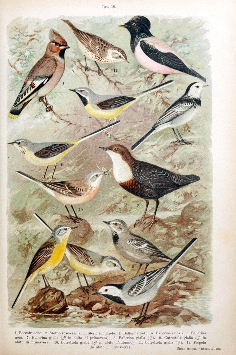 Atlante ornitologico :.Milano :U. Hoepli,1902.  | 59.82(4) Birds Europe  | Vintage Print Reproduction 458304