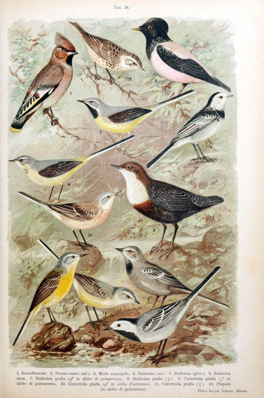 Atlante ornitologico :.Milano :U. Hoepli,1902.  | 59.82(4) Birds Europe  | Vintage Print Reproduction 458304