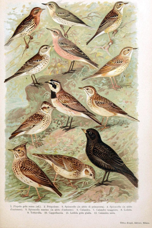 Atlante ornitologico :.Milano :U. Hoepli,1902.  | 59.82(4) Birds Europe  | Vintage Print Reproduction 458305