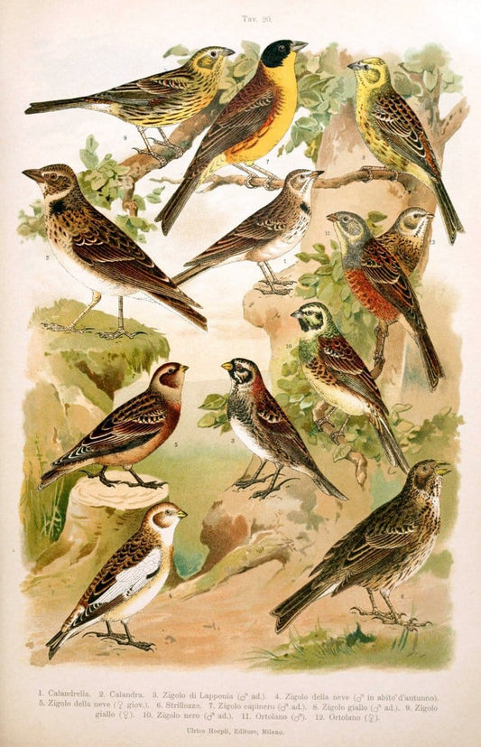 Atlante ornitologico :.Milano :U. Hoepli,1902.  | 59.82(4) Birds Europe  | Vintage Print Reproduction 458306