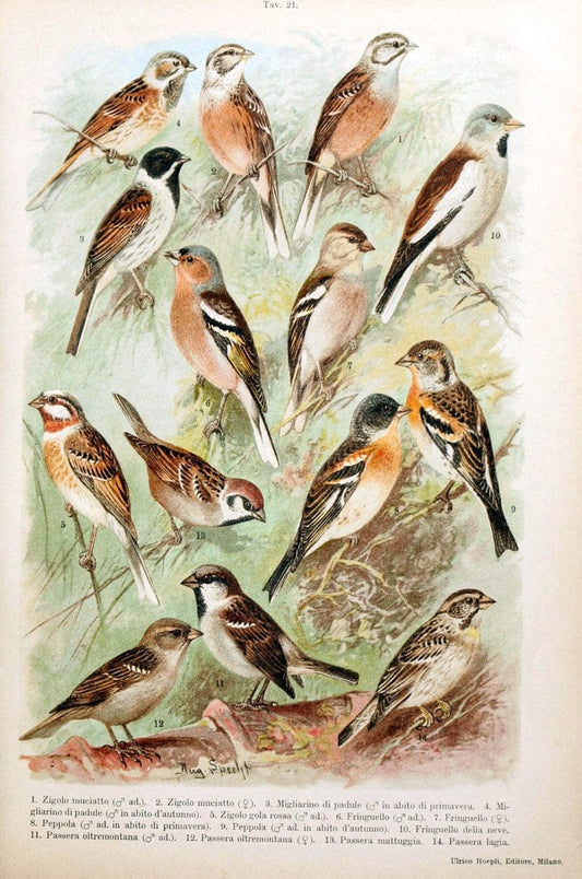 Atlante ornitologico :.Milano :U. Hoepli,1902.  | 59.82(4) Birds Europe  | Vintage Print Reproduction 458307