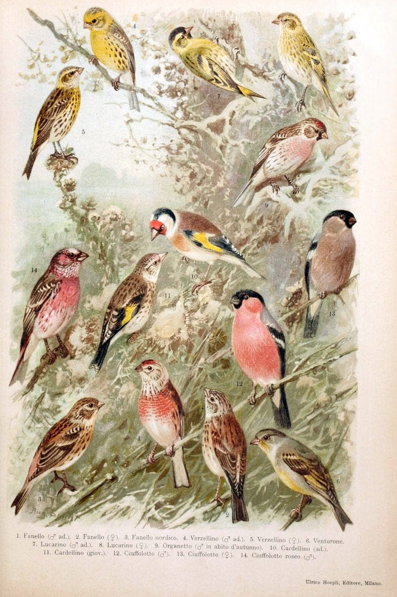 Atlante ornitologico :.Milano :U. Hoepli,1902.  | 59.82(4) Birds Europe  | Vintage Print Reproduction 458308