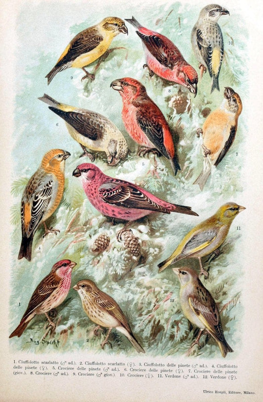 Atlante ornitologico :.Milano :U. Hoepli,1902.  | 59.82(4) Birds Europe  | Vintage Print Reproduction 458309