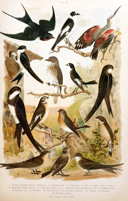 Atlante ornitologico :.Milano :U. Hoepli,1902.  | 59.82(4) Birds Europe  | Vintage Print Reproduction 458311