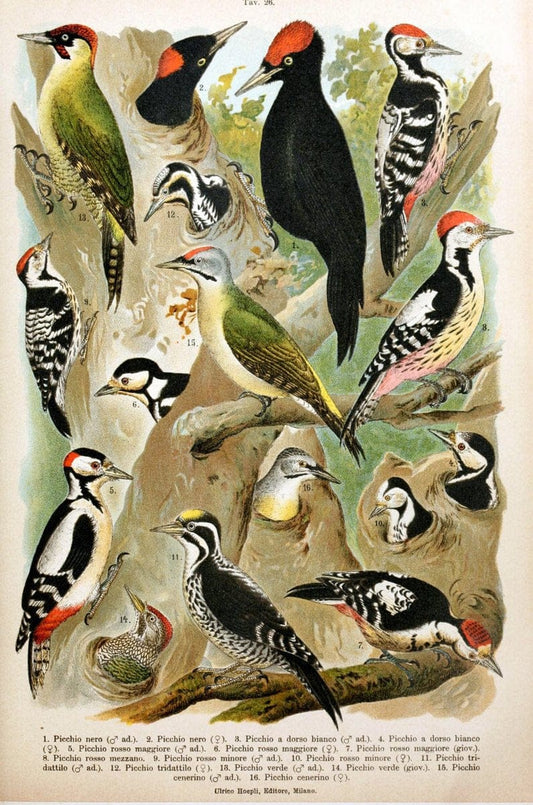Atlante ornitologico :.Milano :U. Hoepli,1902.  | 59.82(4) Birds Europe  | Vintage Print Reproduction 458312