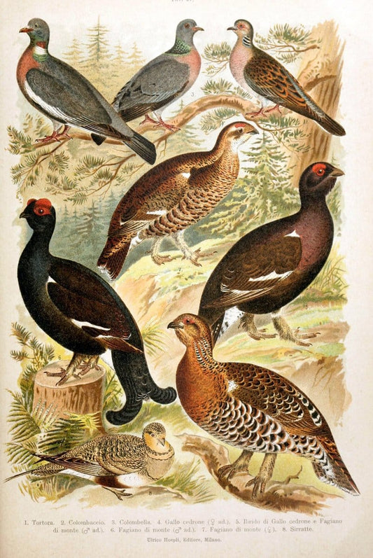 Atlante ornitologico :.Milano :U. Hoepli,1902.  | 59.82(4) Birds Europe  | Vintage Print Reproduction 458313