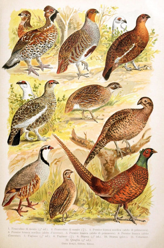 Atlante ornitologico :.Milano :U. Hoepli,1902.  | 59.82(4) Birds Europe  | Vintage Print Reproduction 458314