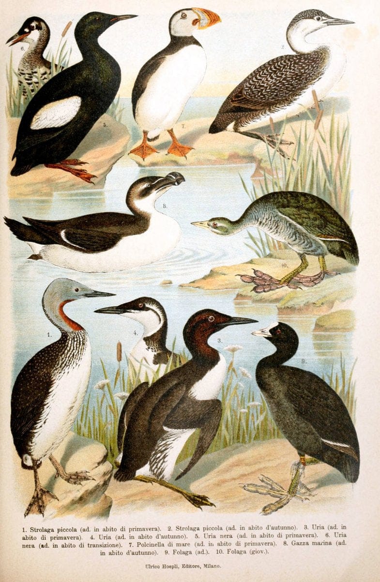 Atlante ornitologico :.Milano :U. Hoepli,1902.  | 59.82(4) Birds Europe  | Vintage Print Reproduction 458315