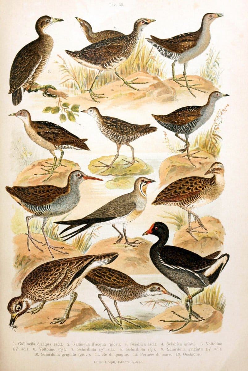 Atlante ornitologico :.Milano :U. Hoepli,1902.  | 59.82(4) Birds Europe  | Vintage Print Reproduction 458316