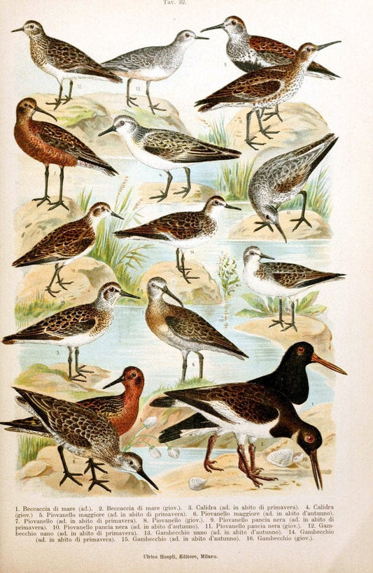 Atlante ornitologico :.Milano :U. Hoepli,1902.  | 59.82(4) Birds Europe  | Vintage Print Reproduction 458318