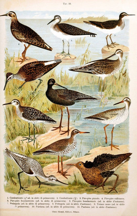 Atlante ornitologico :.Milano :U. Hoepli,1902.  | 59.82(4) Birds Europe  | Vintage Print Reproduction 458319