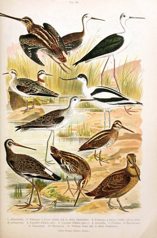 Atlante ornitologico :.Milano :U. Hoepli,1902.  | 59.82(4) Birds Europe  | Vintage Print Reproduction 458320