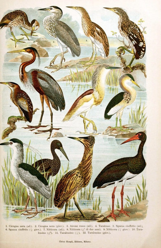Atlante ornitologico :.Milano :U. Hoepli,1902.  | 59.82(4) Birds Europe  | Vintage Print Reproduction 458322