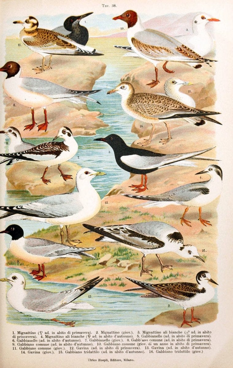 Atlante ornitologico :.Milano :U. Hoepli,1902.  | 59.82(4) Birds Europe  | Vintage Print Reproduction 458324