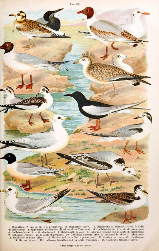 Atlante ornitologico :.Milano :U. Hoepli,1902.  | 59.82(4) Birds Europe  | Vintage Print Reproduction 458324
