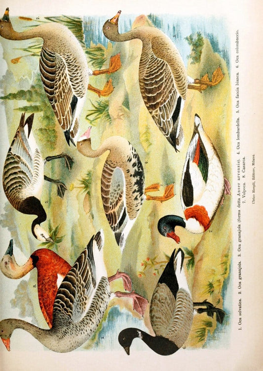 Atlante ornitologico :.Milano :U. Hoepli,1902.  | 59.82(4) Birds Europe  | Vintage Print Reproduction 458326
