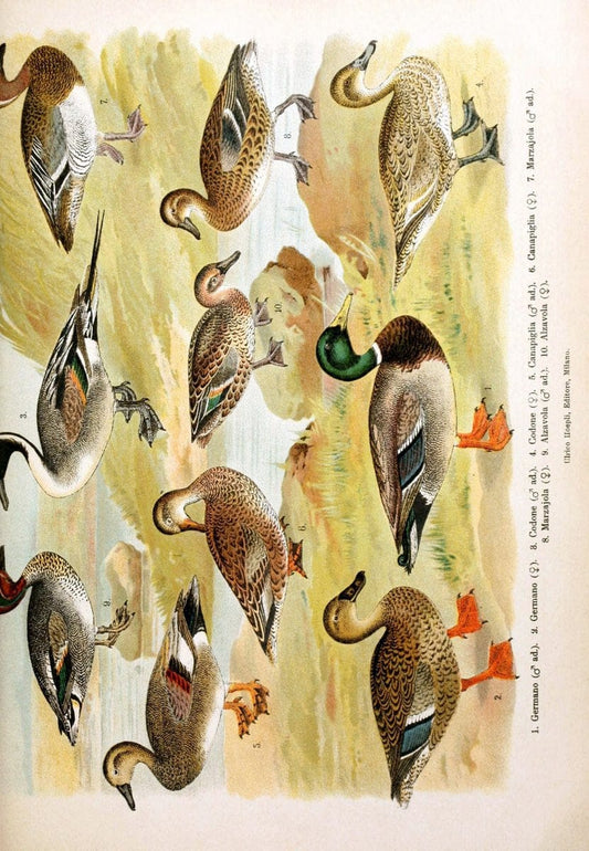 Atlante ornitologico :.Milano :U. Hoepli,1902.  | 59.82(4) Birds Europe  | Vintage Print Reproduction 458327