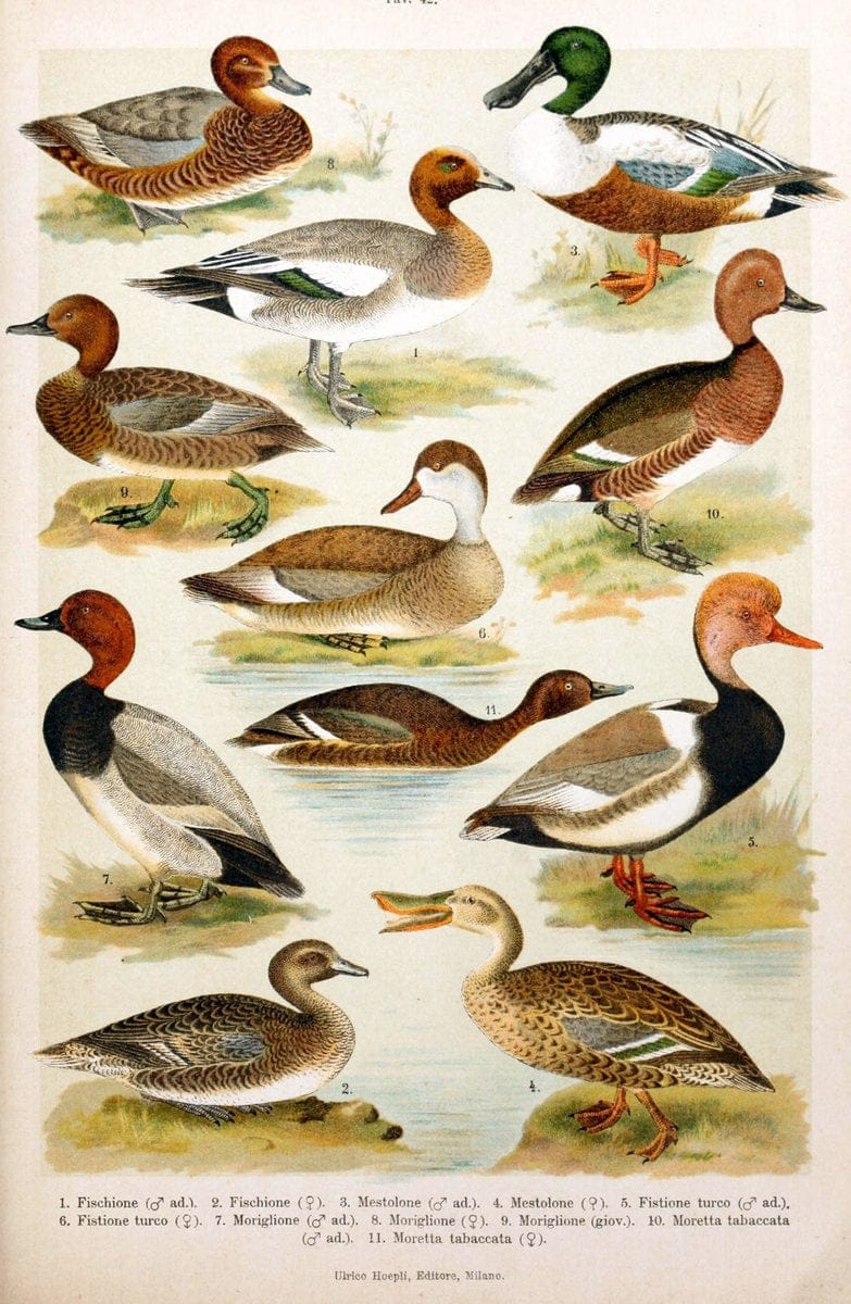 Atlante ornitologico :.Milano :U. Hoepli,1902.  | 59.82(4) Birds Europe  | Vintage Print Reproduction 458328