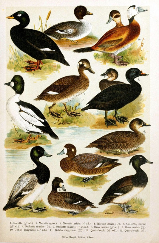 Atlante ornitologico :.Milano :U. Hoepli,1902.  | 59.82(4) Birds Europe  | Vintage Print Reproduction 458329