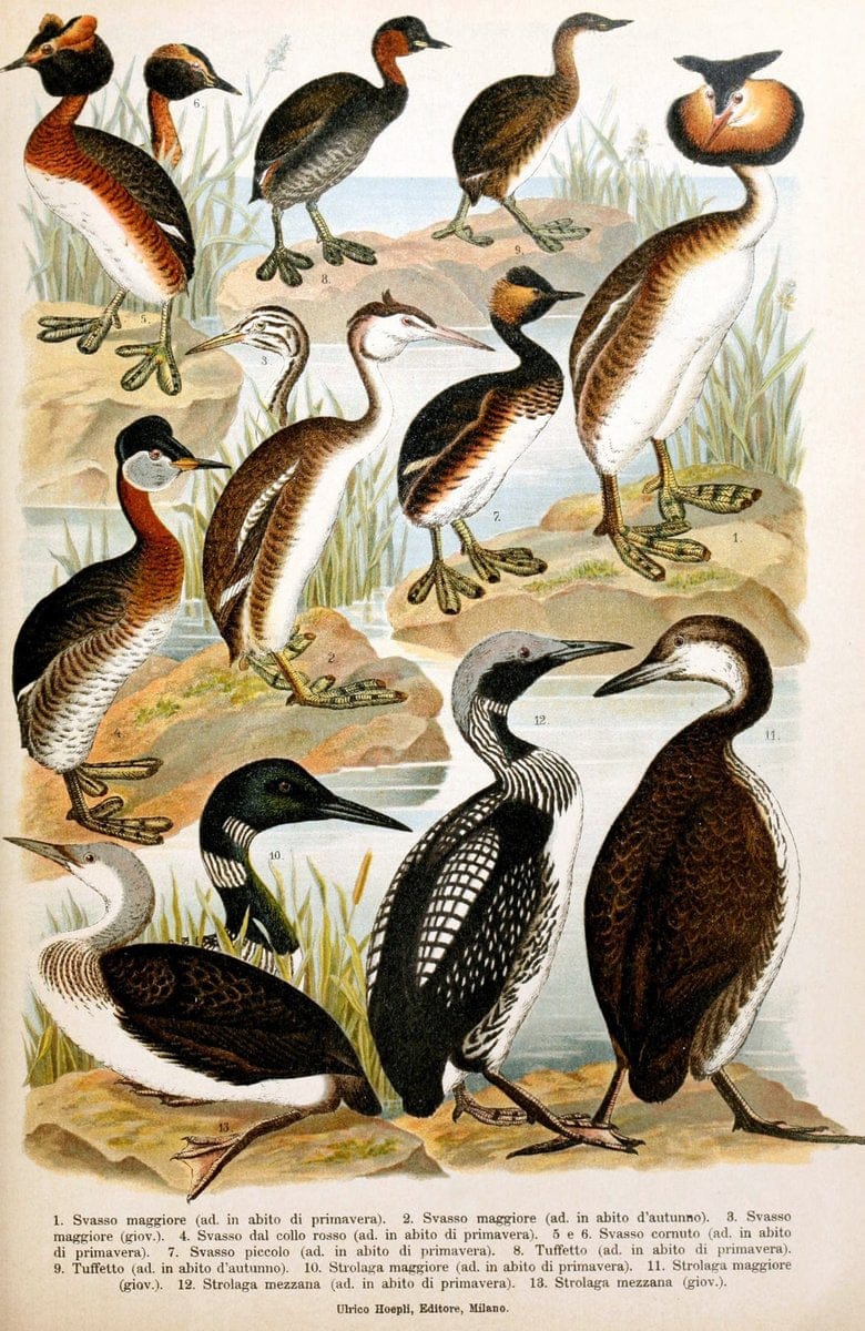Atlante ornitologico :.Milano :U. Hoepli,1902.  | 59.82(4) Birds Europe  | Vintage Print Reproduction 458331
