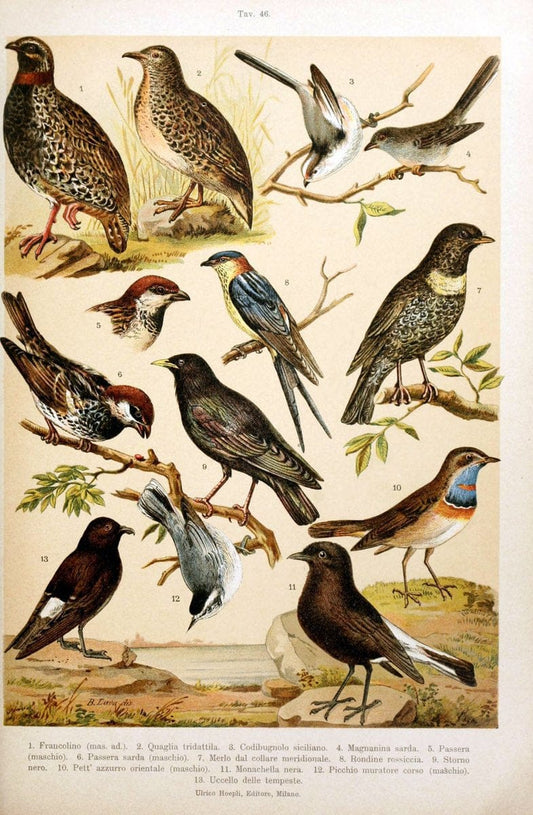 Atlante ornitologico :.Milano :U. Hoepli,1902.  | 59.82(4) Birds Europe  | Vintage Print Reproduction 458332