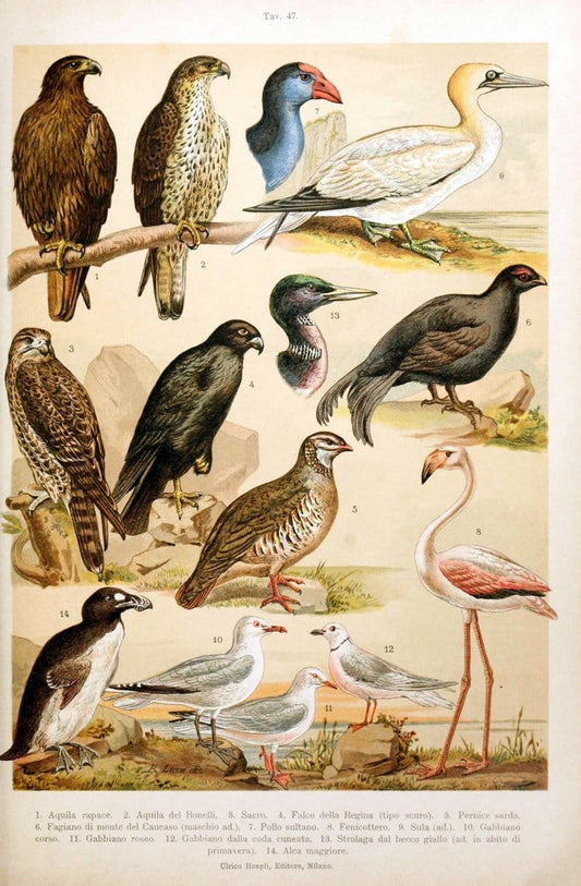Atlante ornitologico :.Milano :U. Hoepli,1902.  | 59.82(4) Birds Europe  | Vintage Print Reproduction 458333