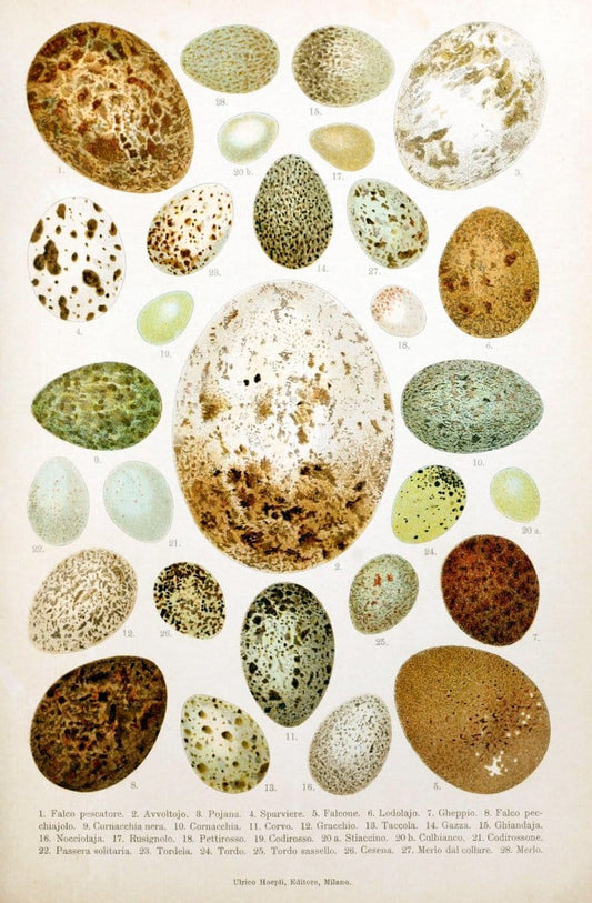 Atlante ornitologico :.Milano :U. Hoepli,1902.  | 59.82(4) Birds Europe  | Vintage Print Reproduction 458334