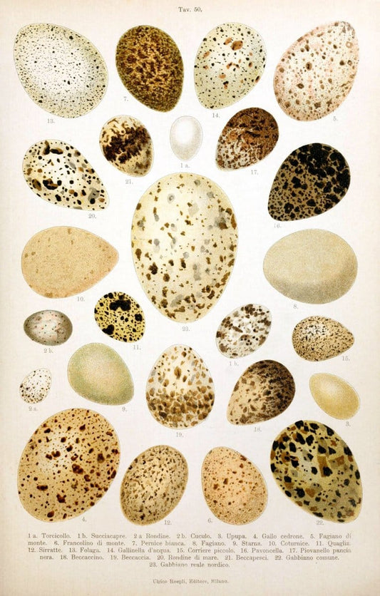 Atlante ornitologico :.Milano :U. Hoepli,1902.  | 59.82(4) Birds Europe  | Vintage Print Reproduction 458336