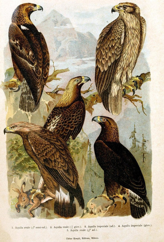 Atlante ornitologico :.Milano :U. Hoepli,1902.  | 59.82(4) Birds Europe  | Vintage Print Reproduction 458337
