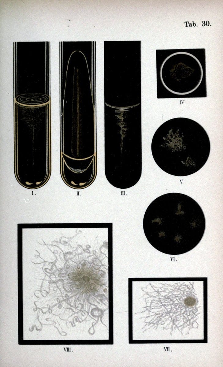 Atlas and essentials of bacteriologyNew York :William Wood & Co.,1897 | atlases Bacteria "Bacteriological Technics" "University of California Libraries" | Vintage Print Reproduction 458338