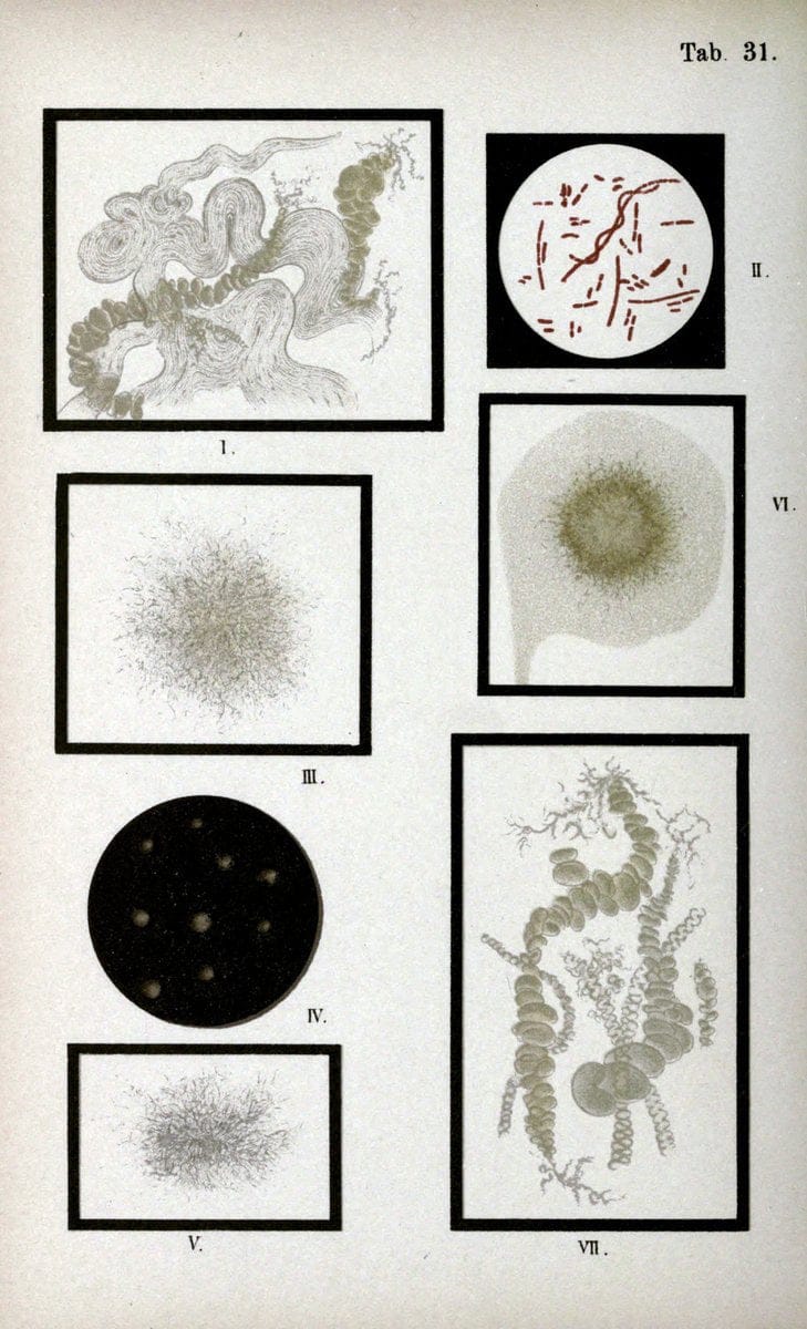 Atlas and essentials of bacteriologyNew York :William Wood & Co.,1897 | atlases Bacteria "Bacteriological Technics" "University of California Libraries" | Vintage Print Reproduction 458339